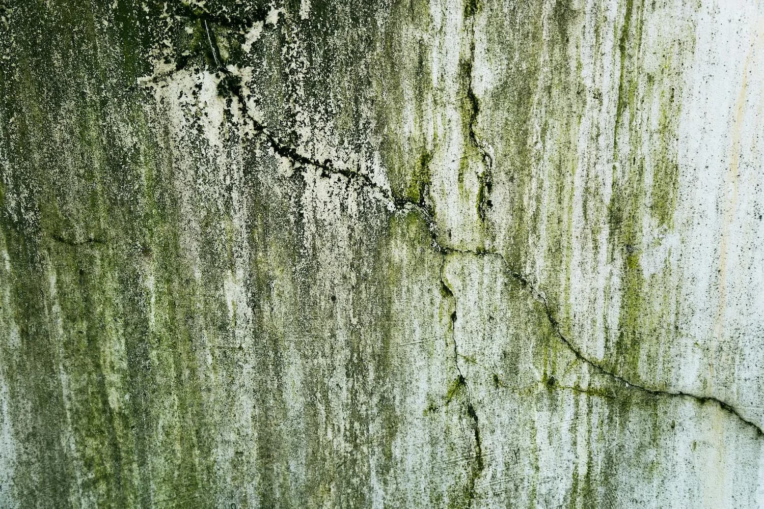 Schimmelwachstum an der Fassade