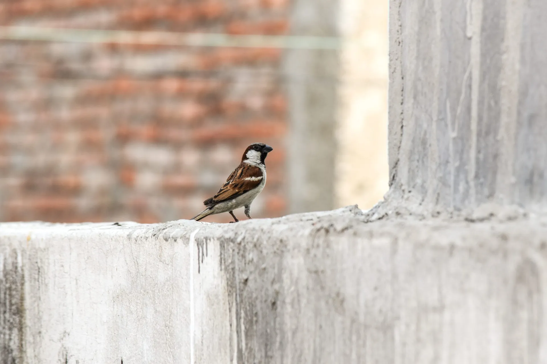 Hauswand Vogelkot reinigen